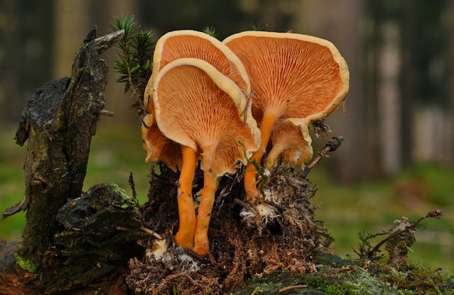Lion's Mane, Cordyceps & Reishi: What the Science Actually Says