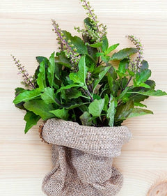 Holy Basil (Tulsi)