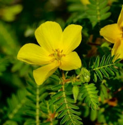 Tribulus Terrestris