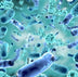 Bifidobacterium Lactis