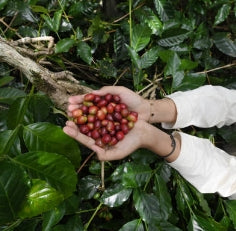 Natural Caffeine